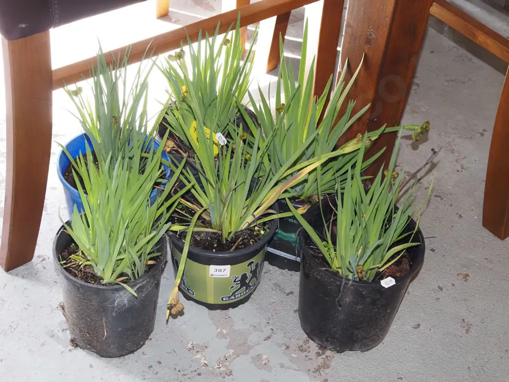 6x grasses Image 1++