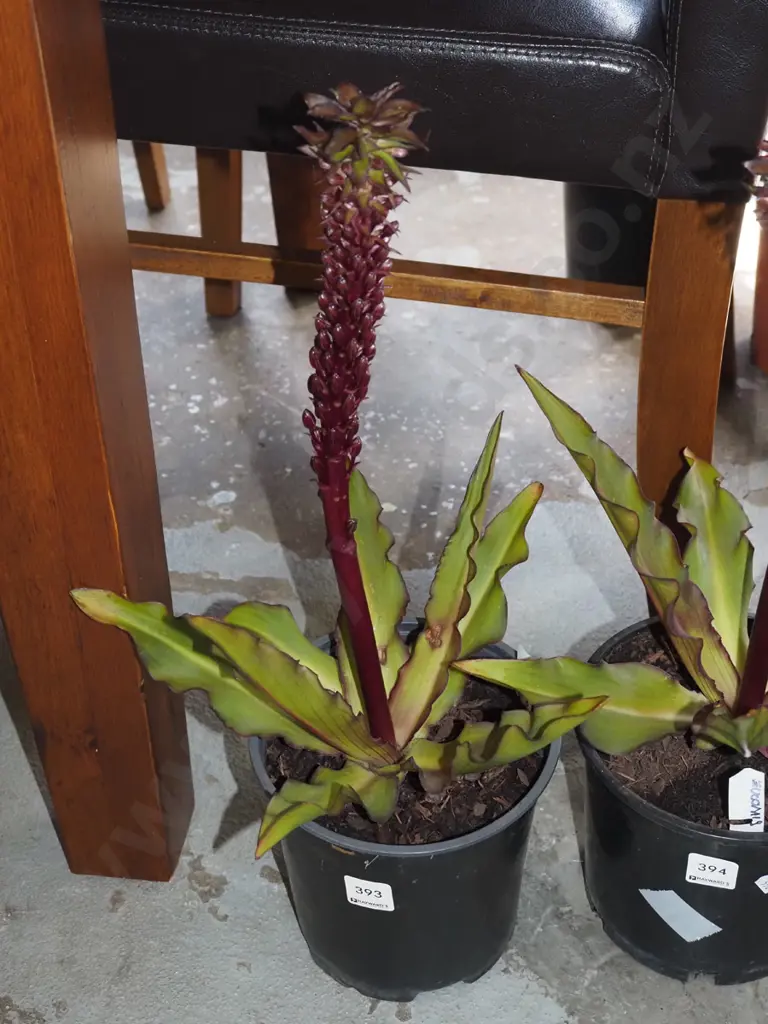 potted pineapple lily Image 1++