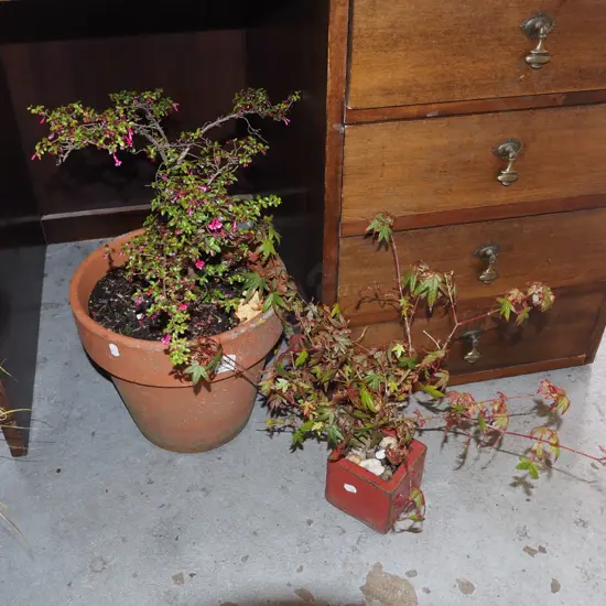 bonsai maple in red glazed planter, pink flowering plant in terracotta planter