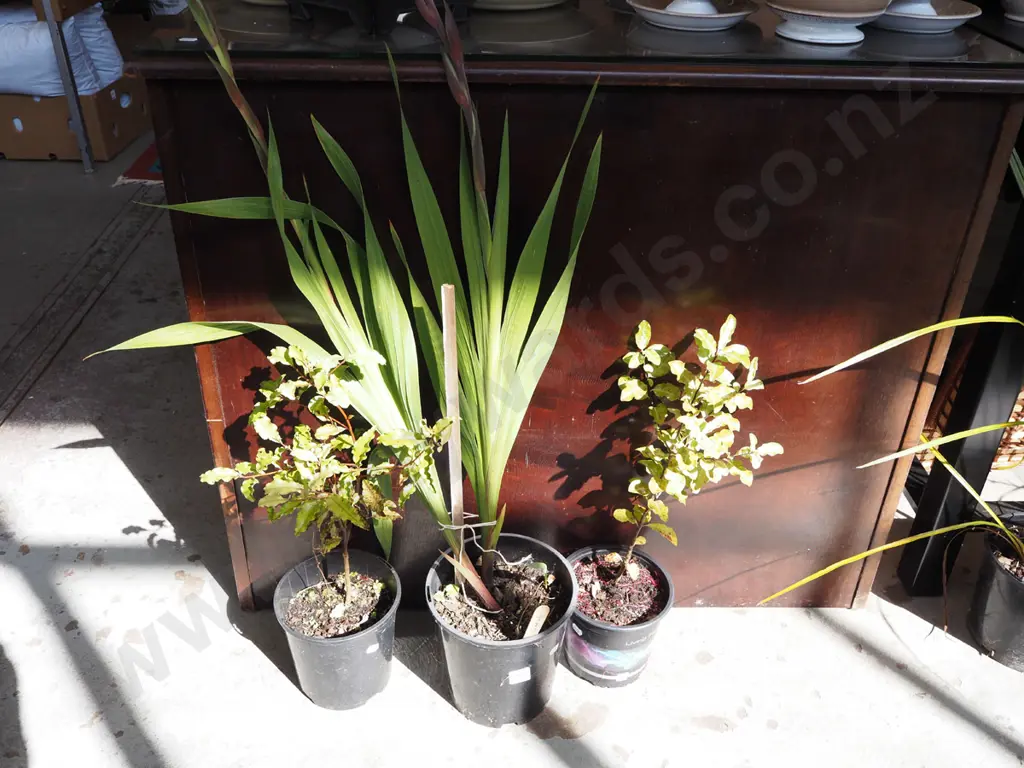 2x potted koro, potted gladioli Image 1++