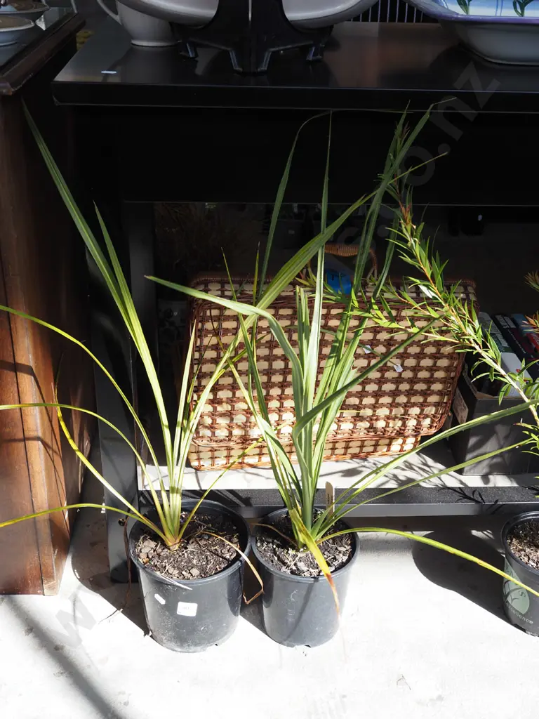 2x potted cabbage treee Image 1++