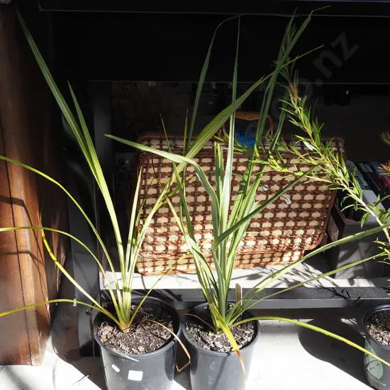 2x potted cabbage treee