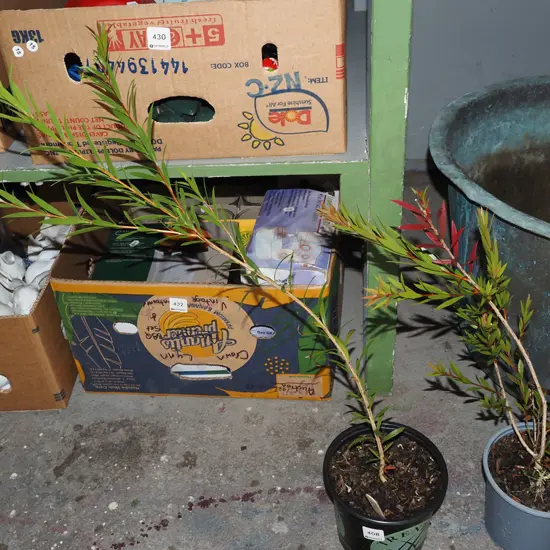 2x potted bottle brushes