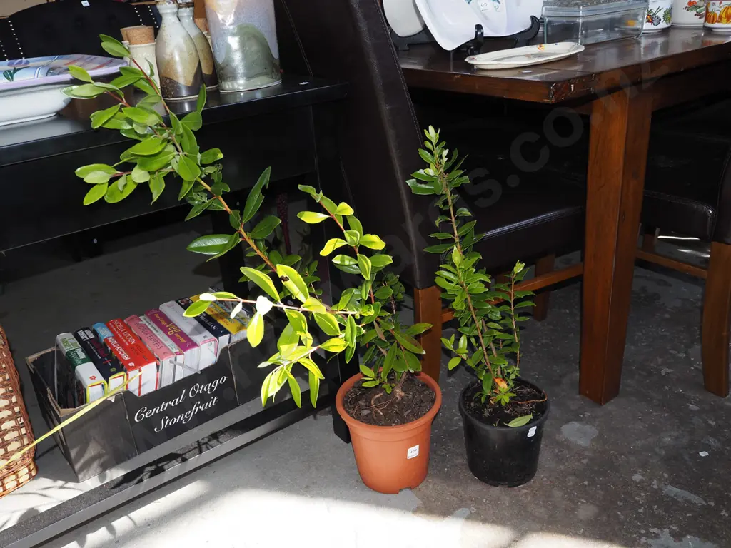 2x potted pohutukawa Image 1++