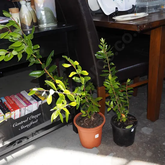 2x potted pohutukawa