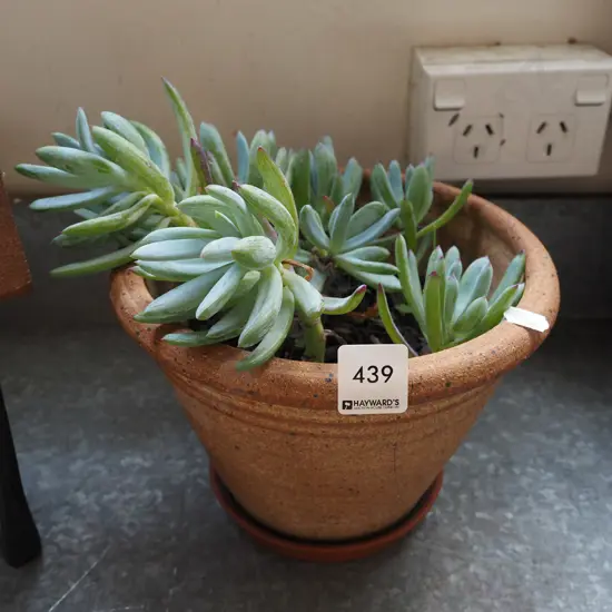 potted succulent