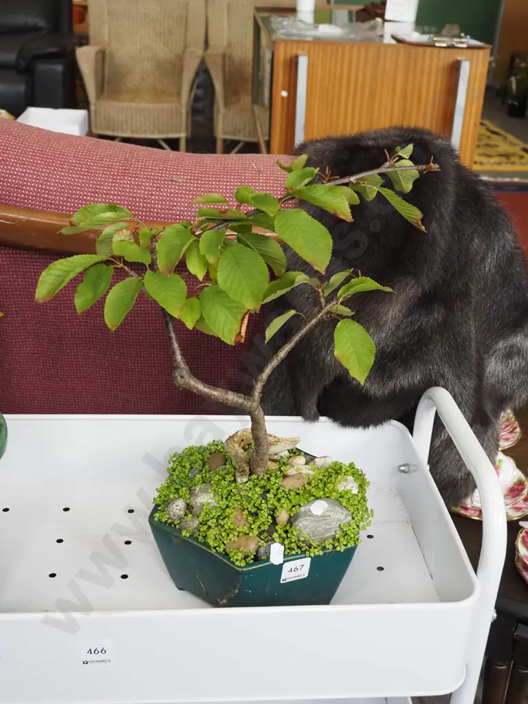 small bonsai H400 Image 1++