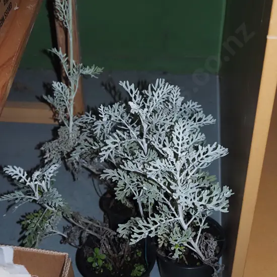 3x potted silver dust plants