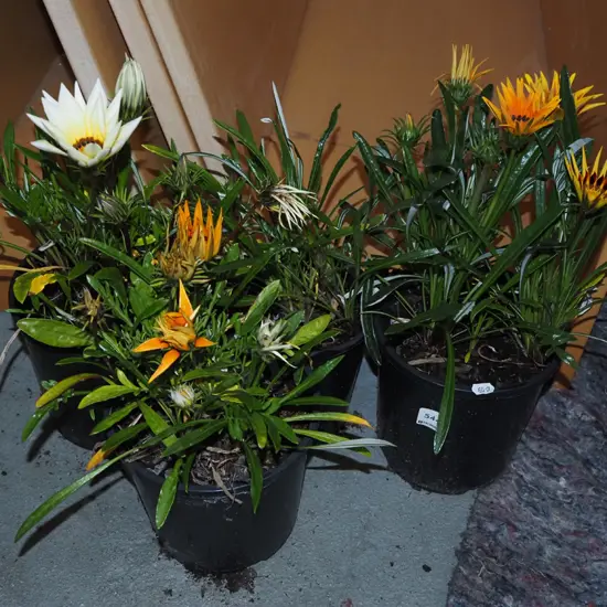 4x potted daisies