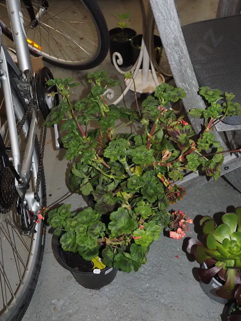 2x potted geraniums Image 1++