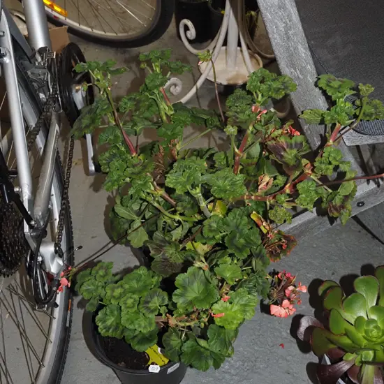 2x potted geraniums