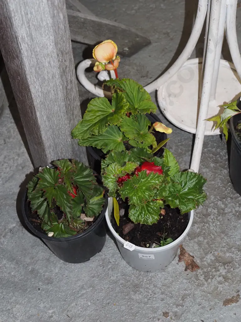 3x potted begonias Image 1++