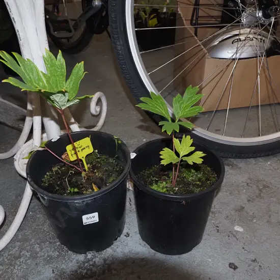 2x potted yellow tree peony