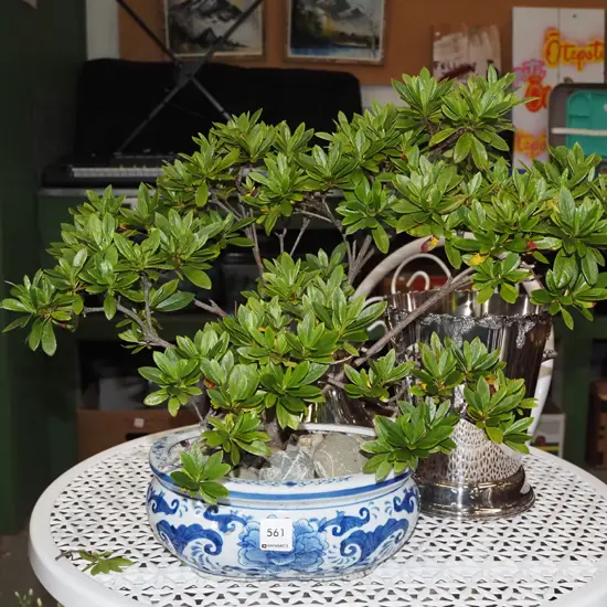 camelia bonsai in blue and white planter