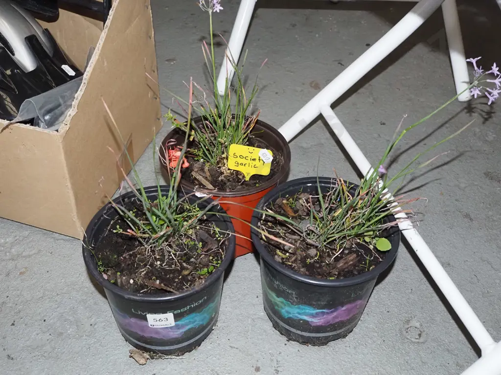 3x potted society garlic  Image 1++