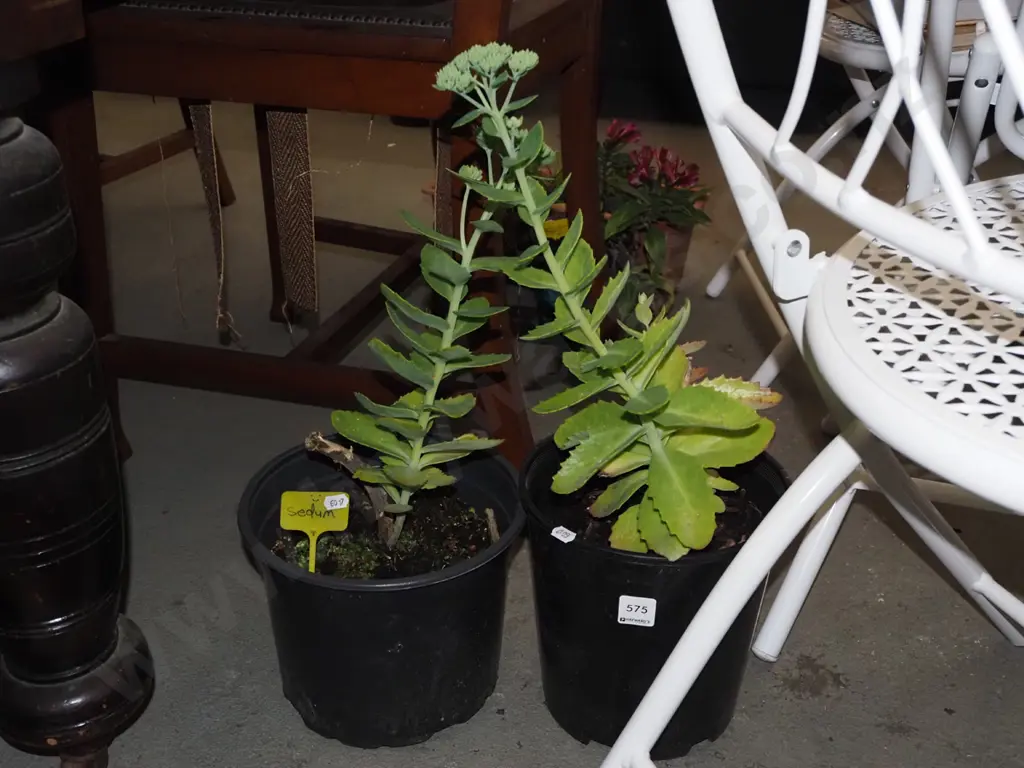2x potted sedums Image 1++