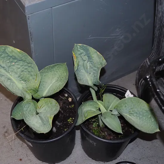 2x potted hostas