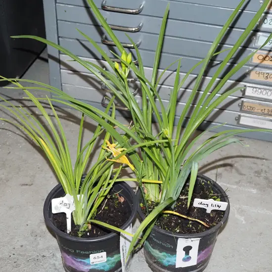 2x potted day lillies