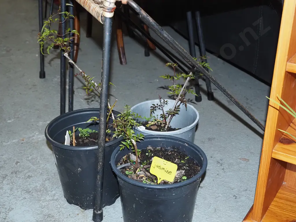 3x potted jasmine Image 1++