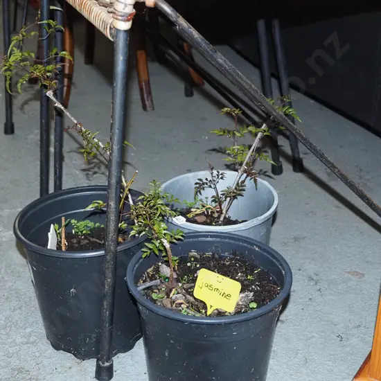 3x potted jasmine
