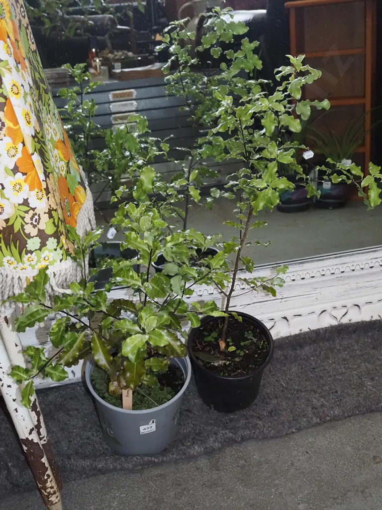 2x potted koro Image 1++