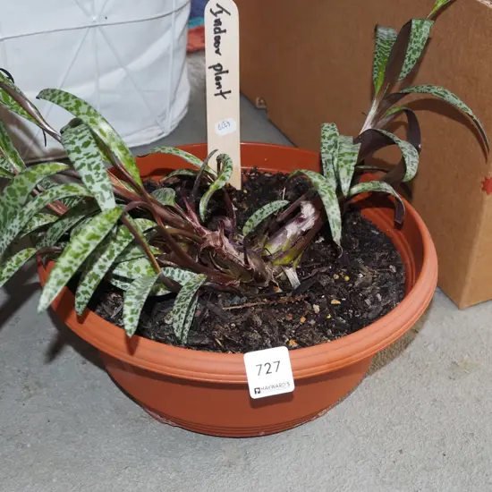 potted indoor leopard plant