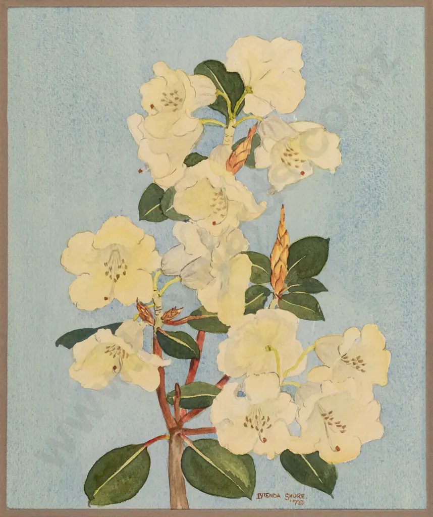 Brenda Shore - framed watercolour - rhododendron H285 W240 Image 1++
