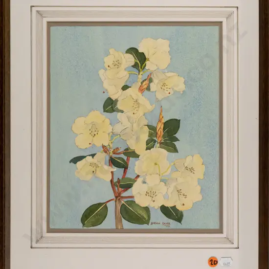 Brenda Shore - framed watercolour - rhododendron H285 W240