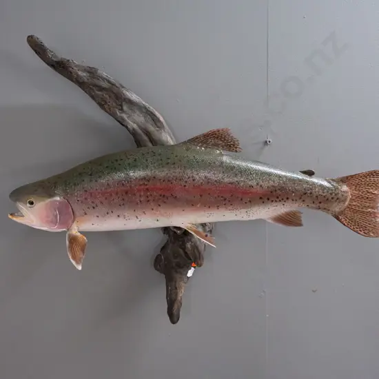 wall hanging taxidermy trout on driftwood H-460 Fish L-540