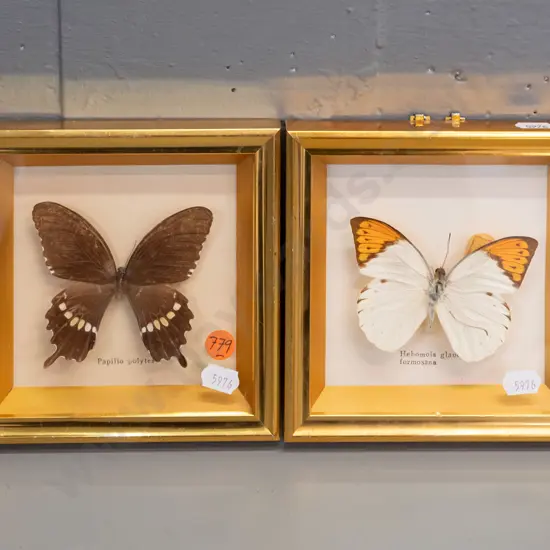 2 butterflies in brass finish metal over wood frames - some wear/damage, one frame missing hanging bracket. H-145 W-145