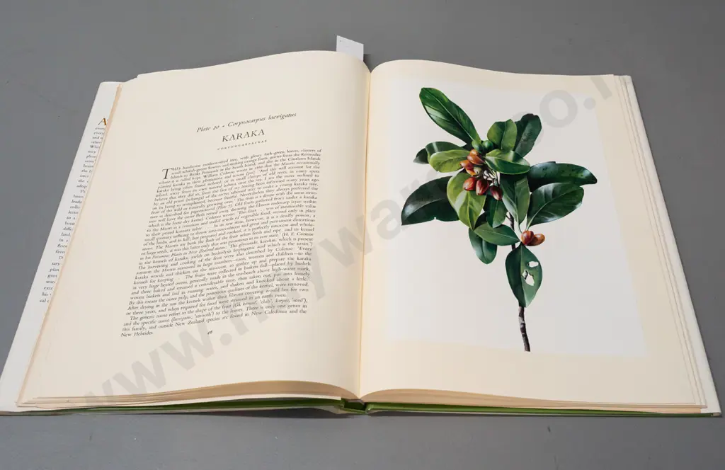 Norman B Harvey & EJ Goodley, slip cased book New Zealand Botanical Paintings, first edition 1969 Image 1++