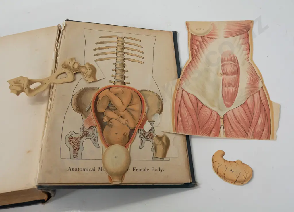 vintage book: Household Medical Adviser - H. Mueller MD with colour plates - wear, damage to binding and to cut-out Image 1++