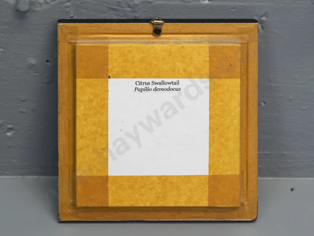 Citrus Swallowtail butterfly in glazed & black painted timber frame H-160 W-160 Image 1++