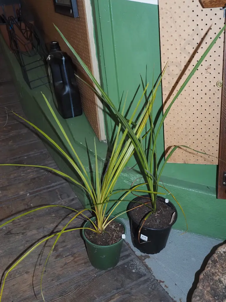 2x potted cabbage trees Image 1++