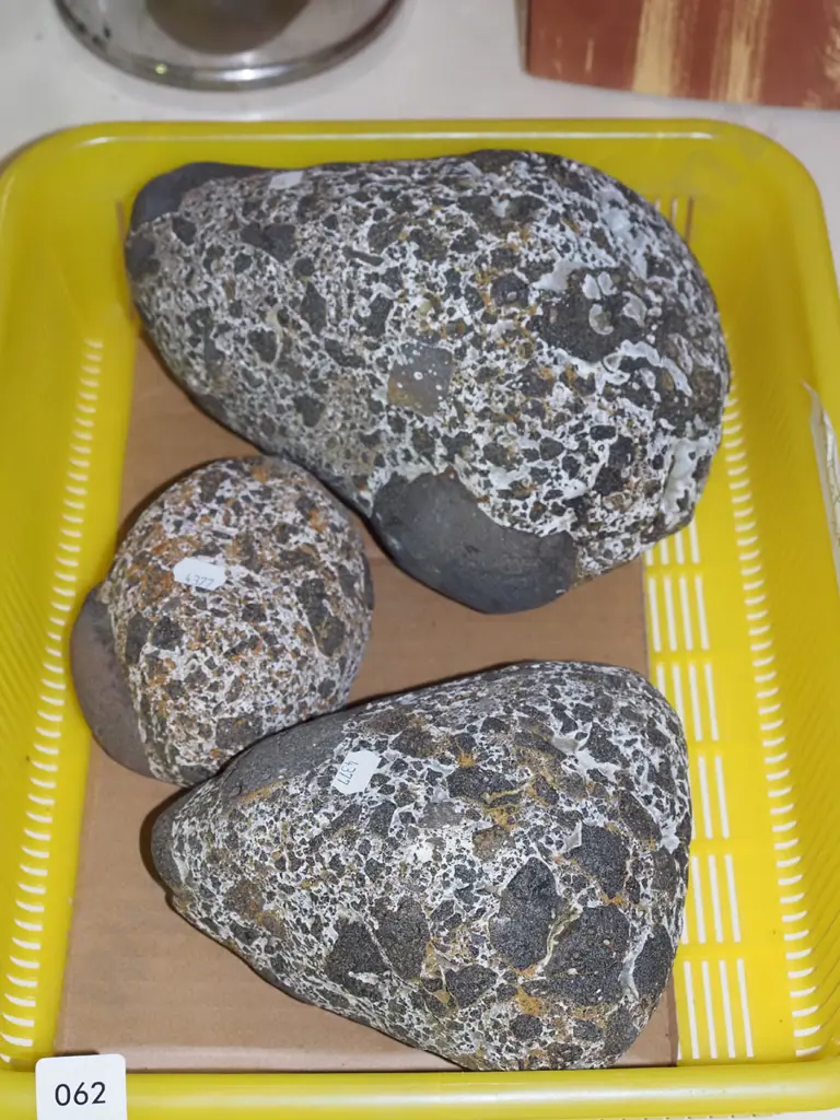 plastic tub with 3 stone marine life fossils Image 1++