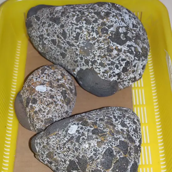 plastic tub with 3 stone marine life fossils