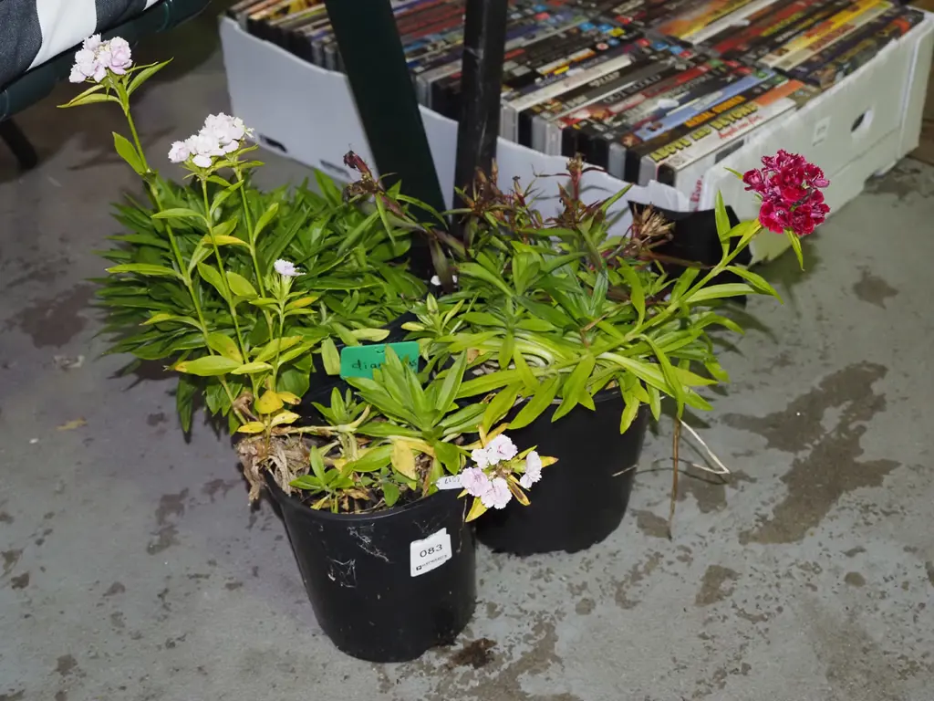 3x potted dianthus Image 1++