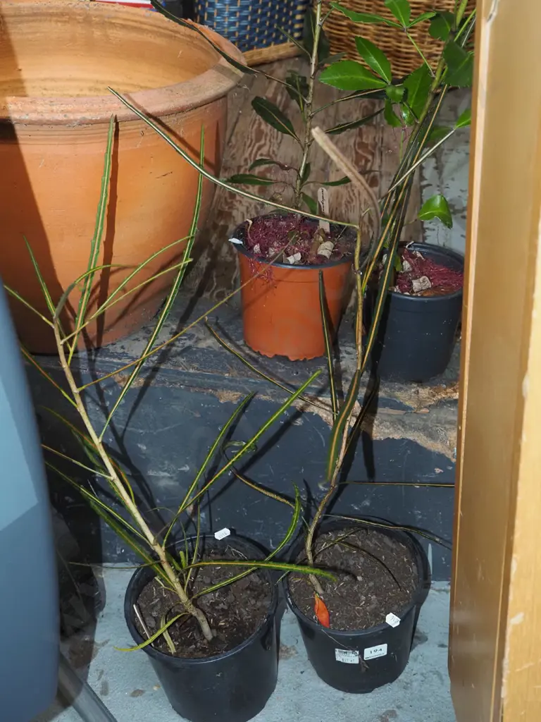 2x potted lancewoods Image 1++