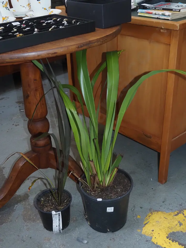 2x potted flaxes Image 1++