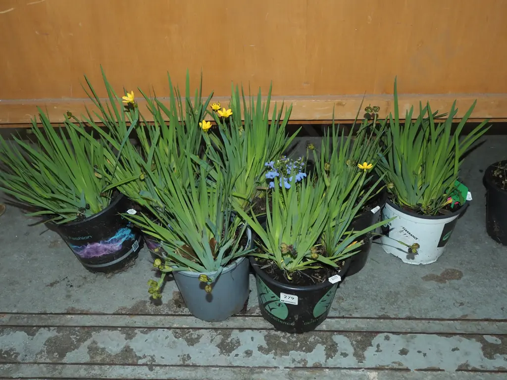 7x potted yellow eyed grasses Image 1++