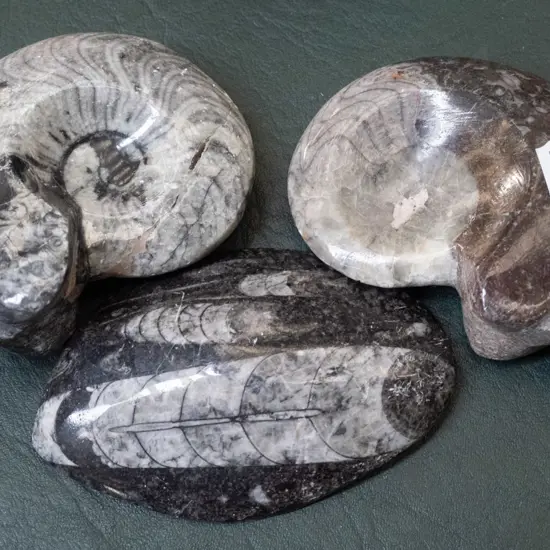 3x polished fossil specimens
