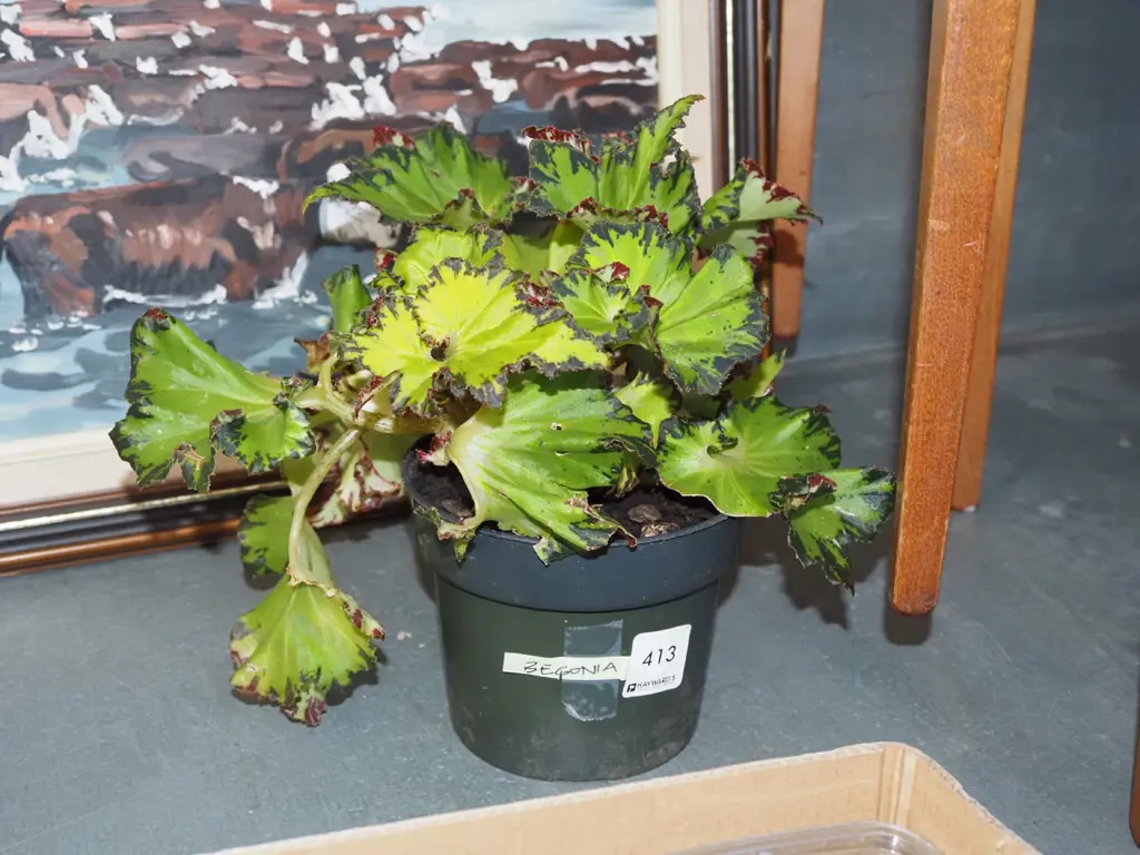 potted indoor plant begonia rex Image 1++