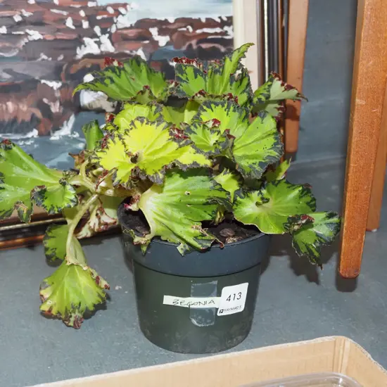 potted indoor plant begonia rex