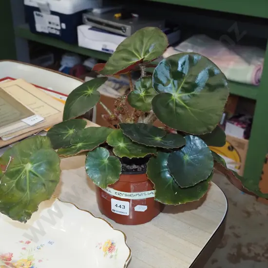indoor plant begonia erythrophylla