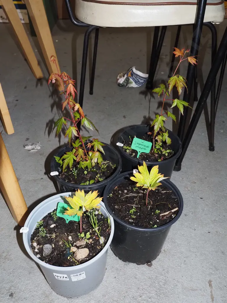 2x potted Japanese maples, 2x potted yellow tree peonies Image 1++