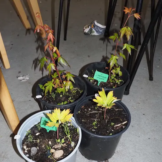 2x potted Japanese maples, 2x potted yellow tree peonies