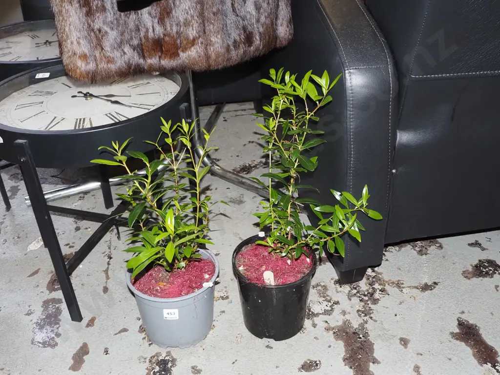2x potted pohutukawa Image 1++