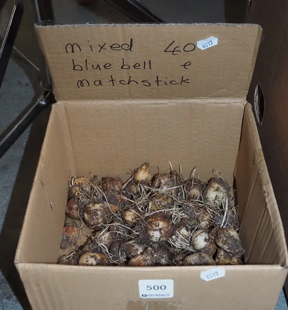 box of mixed bluebell and matchstick bulbs Image 1++