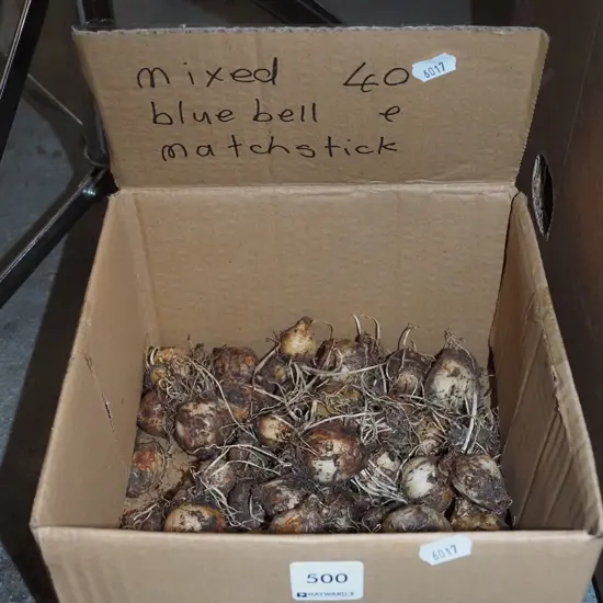 box of mixed bluebell and matchstick bulbs
