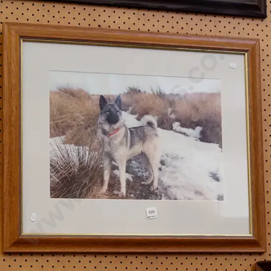 framed photo - dog in snow